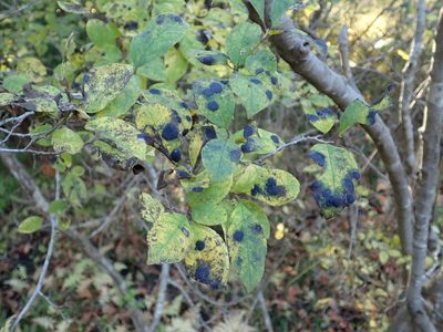 Ilex serrata, photographed by Yoshihiro Tokue