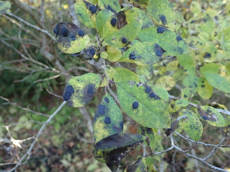 Ilex serrata, photographed by Yoshihiro Tokue