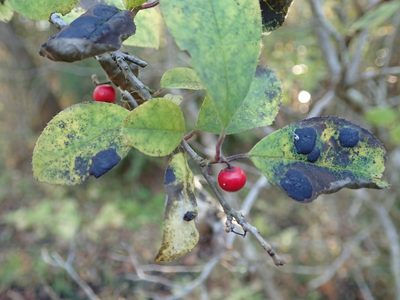 Ilex serrata, photographed by Yoshihiro Tokue