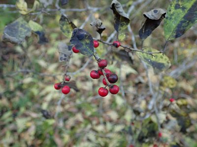Ilex serrata, photographed by Yoshihiro Tokue