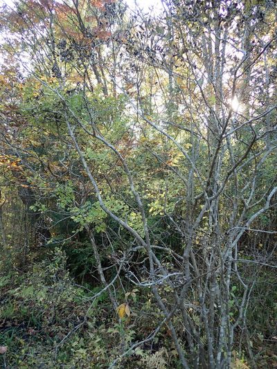 Ilex serrata, photographed by Yoshihiro Tokue