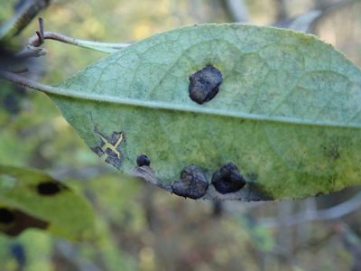 Ilex serrata, photographed by Yoshihiro Tokue
