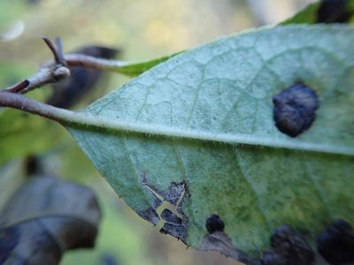 Ilex serrata, photographed by Yoshihiro Tokue