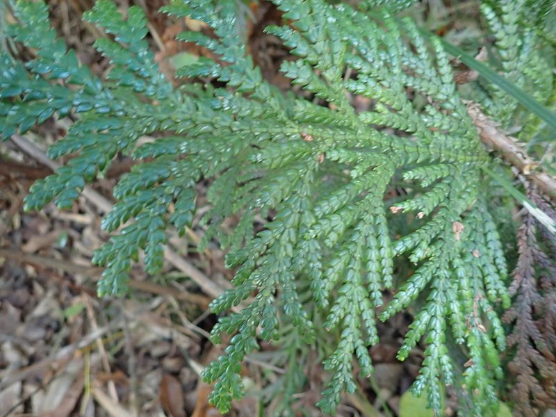 Thujopsis dolabrata, photographed by Yoshihiro Tokue