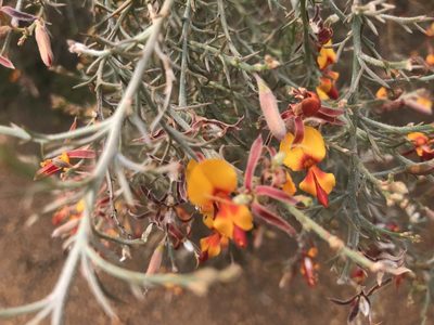 Jacksonia furcellata, photographed by Ann Bentley