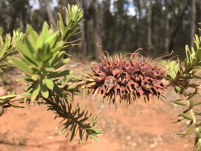 Kunzea baxteri, photographed by Ann Bentley