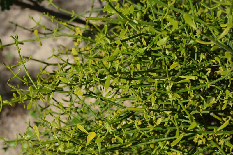Phoradendron brachystachyum, photographed by Amber M. King