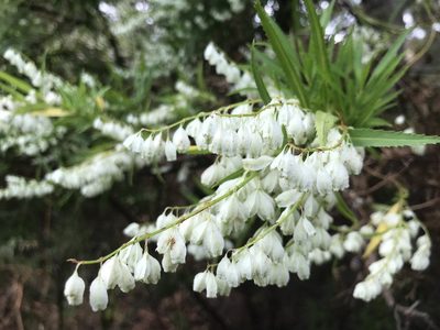 Glischrocaryon racemosum, photographed by Ann Bentley