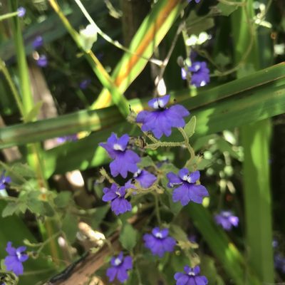Dampiera hederacea, photographed by Ann Bentley