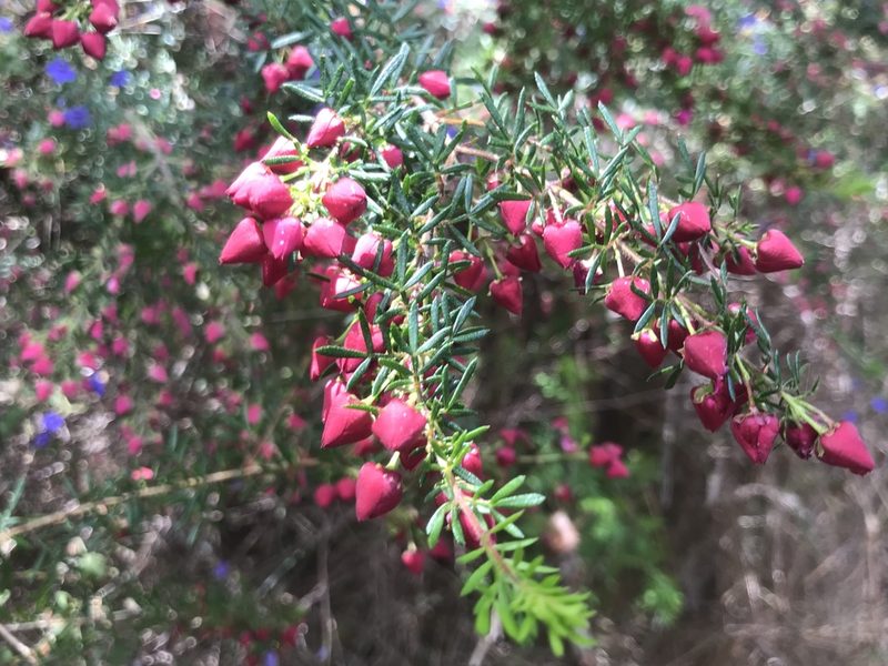 Boronia molloyae, photographed by Ann Bentley