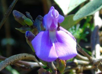 Canavalia brasiliensis, photographed by Francisco Farriols Sarabia
