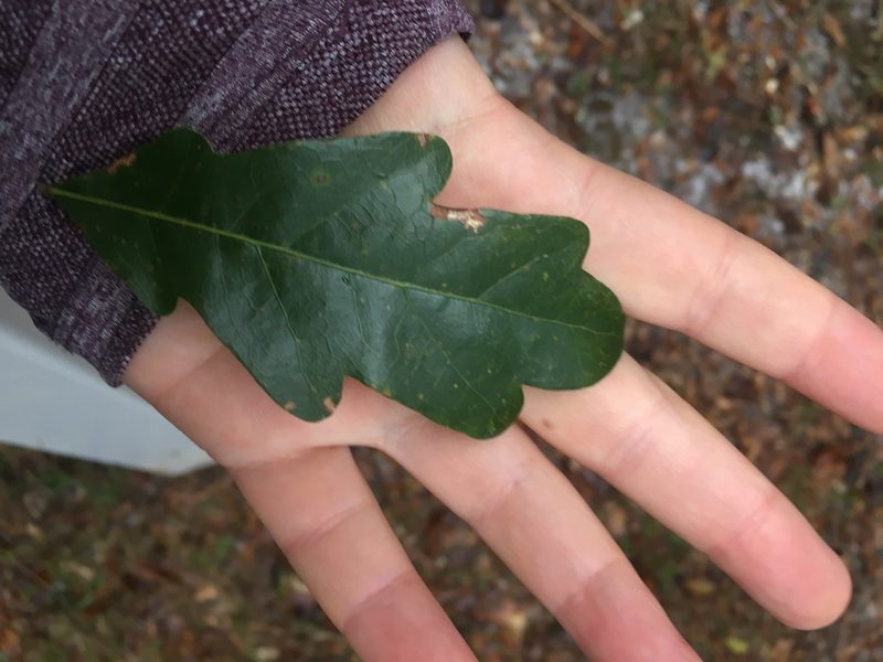 Quercus austrina, photographed by Tia Tyler