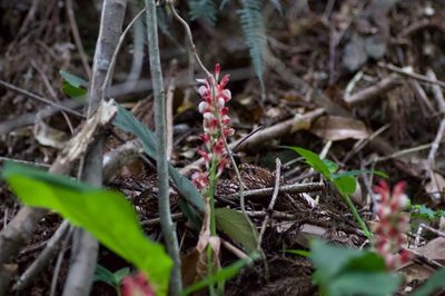 Alpinia japonica, photographed by Yoshimasa Uchiyama