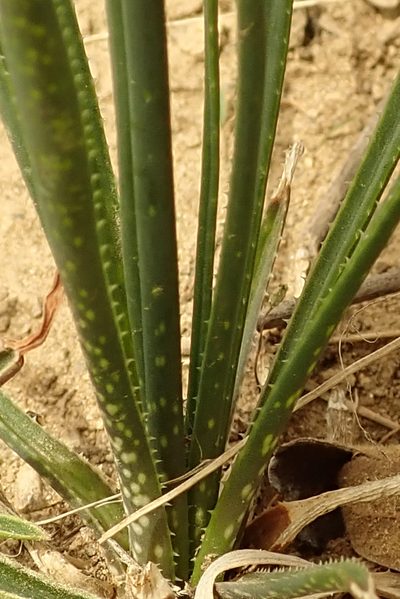 Aloe minima, photographed by Peter Warren