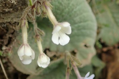 Streptocarpus pentherianus, photographed by Peter Warren