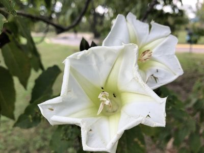 Ipomoea intrapilosa, photographed by Luis F. Ramírez
