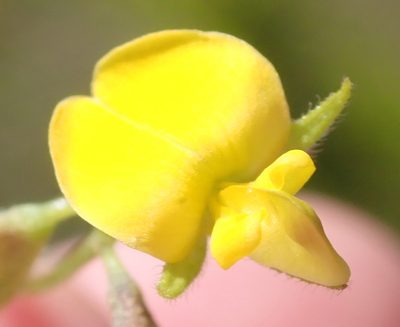Rhynchosia capensis, photographed by Nicola van Berkel