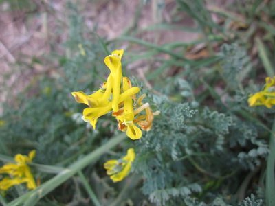 Corydalis curvisiliqua, photographed by Eric Knight