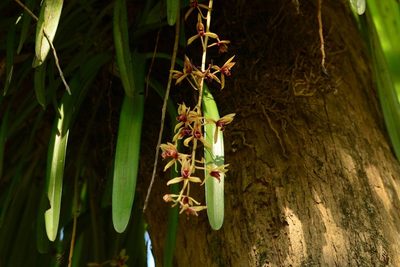 Cymbidium aloifolium, photographed by S.MORE