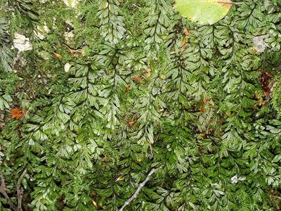 Hymenophyllum peltatum, photographed by Leon Perrie