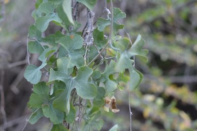 Ibervillea sonorae, photographed by Amber M. King