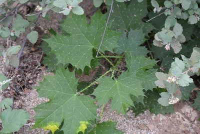 Cnidoscolus maculatus, photographed by Amber M. King