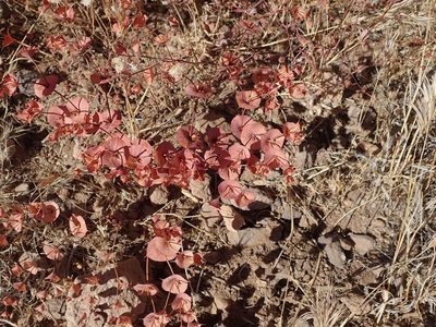 Oxytheca perfoliata, photographed by joergmlpts