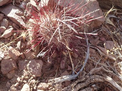 Sclerocactus polyancistrus, photographed by joergmlpts