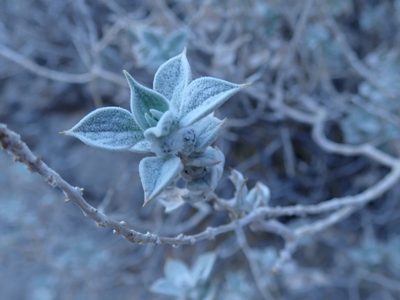 Salvia funerea, photographed by joergmlpts