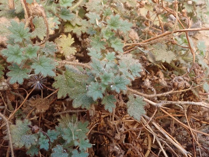Phacelia perityloides, photographed by joergmlpts