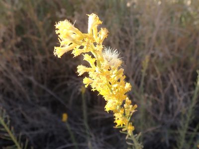 Ericameria paniculata, photographed by joergmlpts