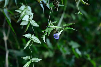 Tripterospermum lanceolatum, photographed by 國立臺灣博物館