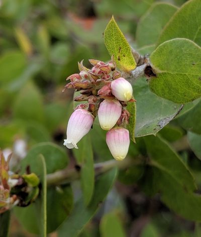 Arctostaphylos osoensis, photographed by Alex Heyman