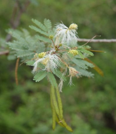 Desmanthus fruticosus, photographed by Amber M. King