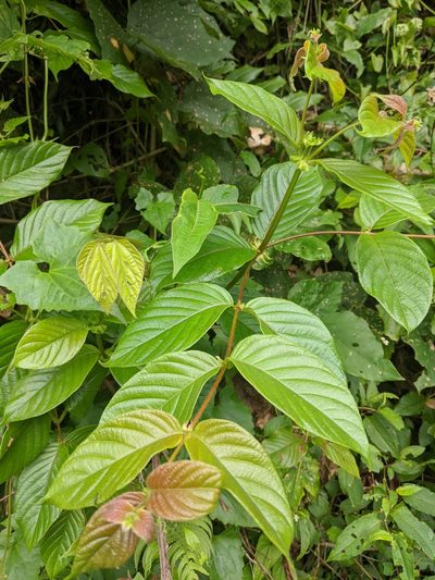 Uncaria hirsuta, photographed by Cheng-Te Hsu