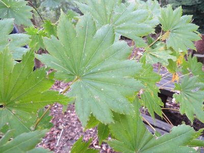 Acer shirasawanum, photographed by Marco Mussita