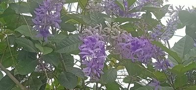 Petrea volubilis, photographed by Ong Jyh Seng