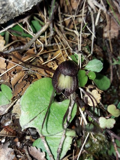 Corybas confusus, photographed by naturewatchwidow