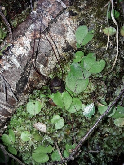 Corybas confusus, photographed by naturewatchwidow