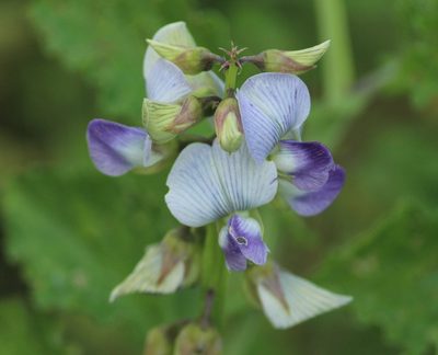 Crotalaria verrucosa, photographed by Haneesh K M