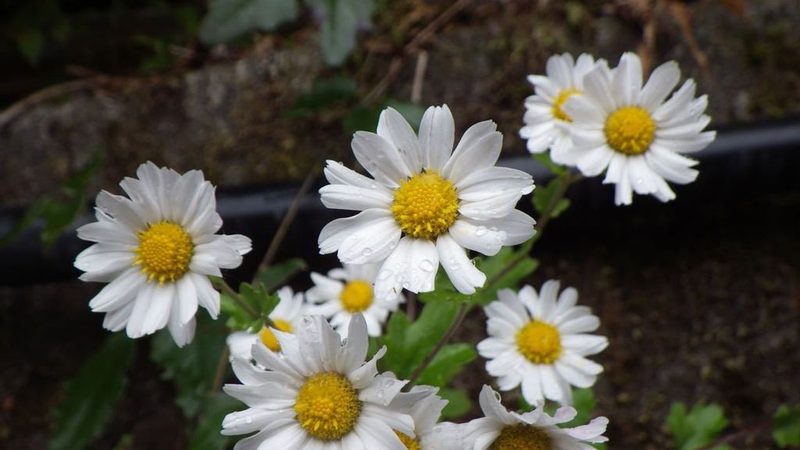 Chrysanthemum japonicum, photographed by Yoshimasa Uchiyama