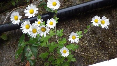 Chrysanthemum japonicum, photographed by Yoshimasa Uchiyama