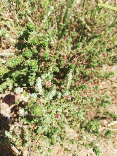 Cliffortia filicaulis, photographed by Nadine Van Zyl