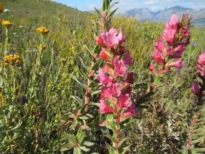 Lobostemon argenteus, photographed by James Deacon