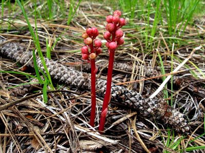Pyrola aphylla, photographed by Alan Rockefeller