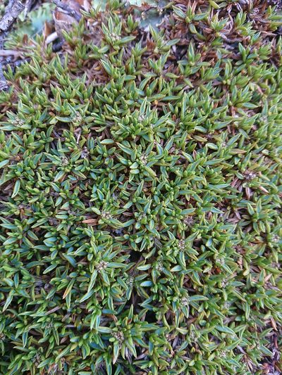 Azorella filamentosa, photographed by María Regina Silva