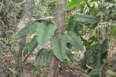 Philodendron panamense, photographed by Letizia Weichgrebe
