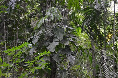 Philodendron panamense, photographed by Letizia Weichgrebe