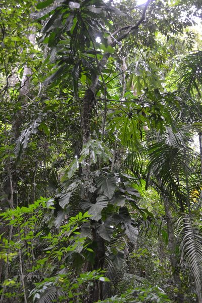 Philodendron panamense, photographed by Letizia Weichgrebe