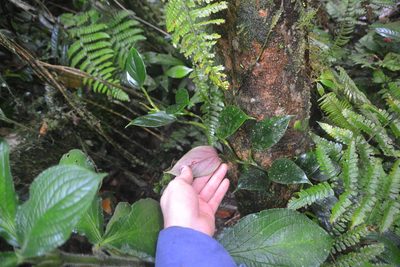Philodendron findens, photographed by Letizia Weichgrebe